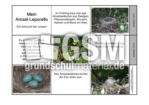 Leporello-Amsel-Aufzucht-1.pdf